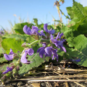 Clary sage oil