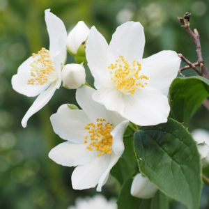 jasmine essential oil