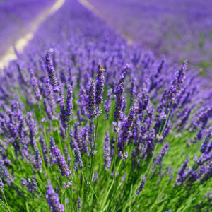 Lavender essential oils for meditation