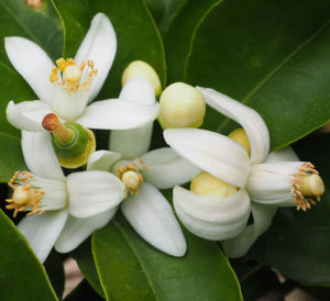 Neroli essential oil