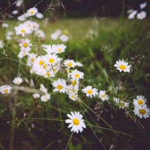 Roman Chamomile Essential Oil