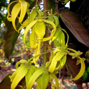 ylang ylang essential oil