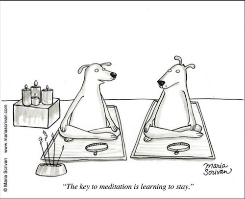 Dog Meditation Joke